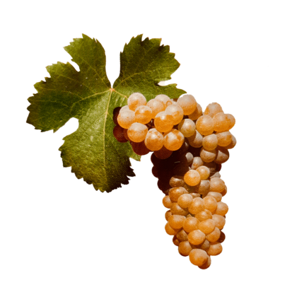 Viognier