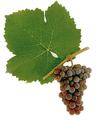 Pinot-gris-Pinot-Grigio-Grauburgunder