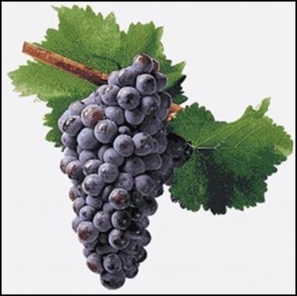 Grenache