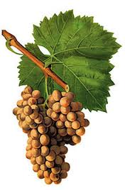 Grenache-Blanc