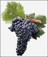 Tempranillo