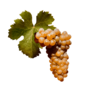 Viognier