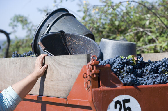 Druivenoogst in Cairanne
