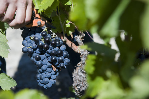 de Grenache druiven worden geoogst