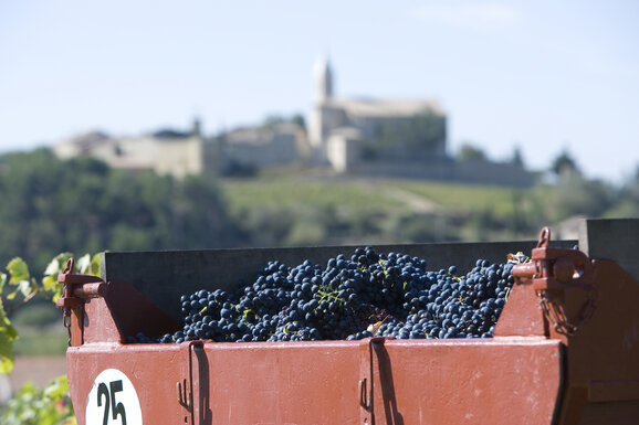 Druivenoogst in Cairanne