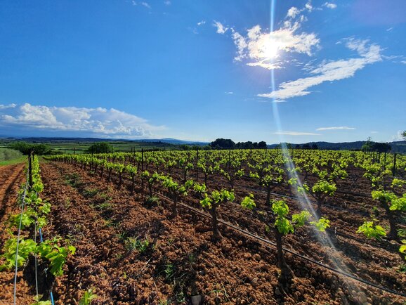 Vignoble Puy Minervois Frankrijk